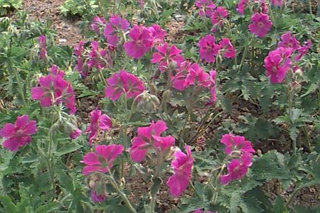 Geranium magnificum P9 - afbeelding 1