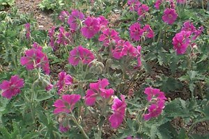 Geranium magnificum P9