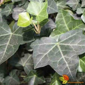 Hedera hibernica P9