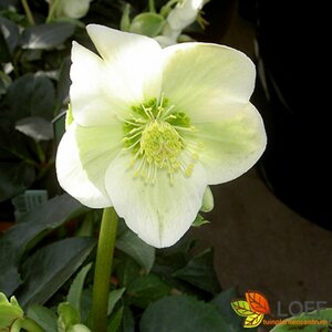 Helleborus niger P9