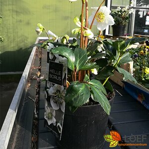 Helleborus niger P9 - afbeelding 5