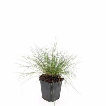 Festuca glauca 'Elijah Blue' C2 - afbeelding 9