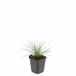 Festuca glauca 'Elijah Blue' C2 - afbeelding 8