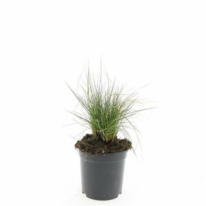Festuca glauca 'Elijah Blue' C2 - afbeelding 4