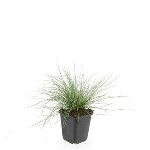 Festuca glauca 'Elijah Blue' C2 - afbeelding 6