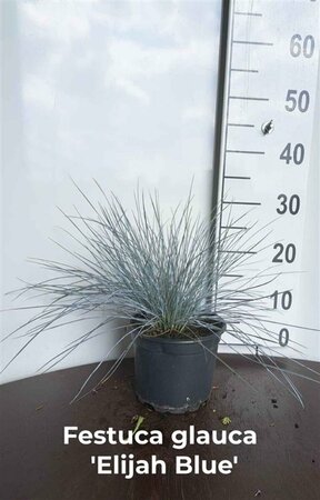 Festuca glauca 'Elijah Blue' C2 - afbeelding 1