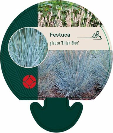 Festuca glauca 'Elijah Blue' C2 - afbeelding 7