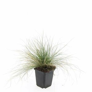 Festuca glauca 'Elijah Blue' C2 - afbeelding 10