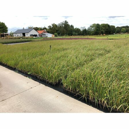 Calamagrostis acutiflora 'Karl Foerster' C2 - afbeelding 7