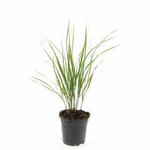 Calamagrostis acutiflora 'Karl Foerster' C2 - afbeelding 4