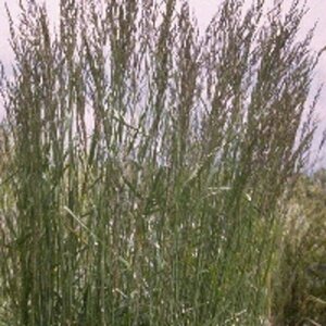 Calamagrostis acutiflora 'Karl Foerster' C2 - afbeelding 10