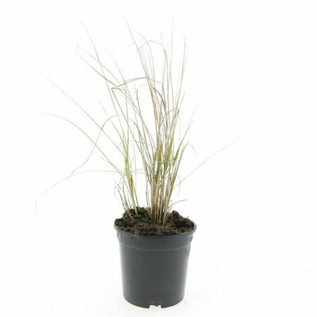 Calamagrostis acutiflora 'Karl Foerster' C2 - afbeelding 3