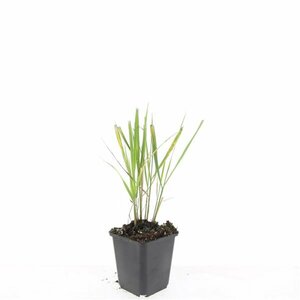 Calamagrostis acutiflora 'Karl Foerster' C2 - afbeelding 5