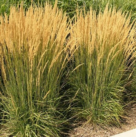 Calamagrostis acutiflora 'Karl Foerster' C2 - afbeelding 9