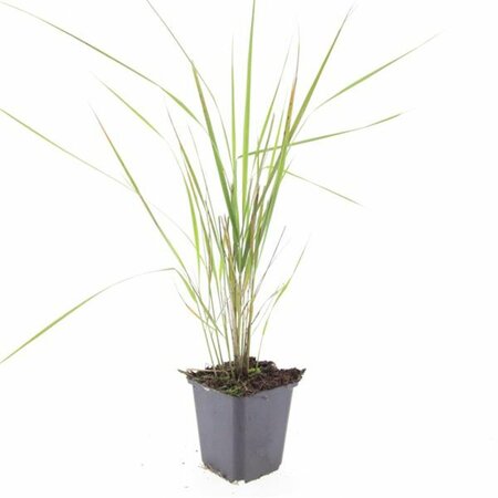 Calamagrostis acutiflora 'Karl Foerster' C2 - afbeelding 2