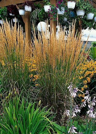 Calamagrostis acutiflora 'Karl Foerster' C2 - afbeelding 8