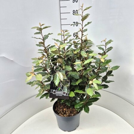Elaeagnus ebbingei 'Compacta' - afbeelding 9