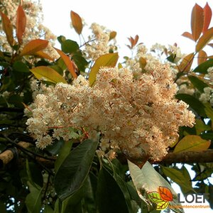 Photinia fraseri 'Red Robin' ST. 100 C. 