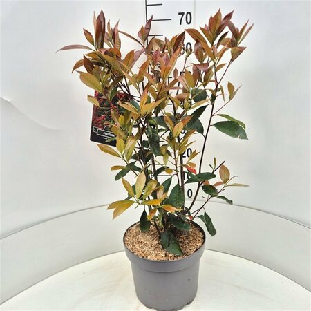 Photinia fraseri 'Red Robin' - afbeelding 4