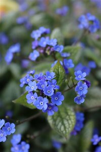 Brunnera macrophylla 'Sea Heart' P9 - afbeelding 5