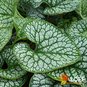 Brunnera macrophylla 'Sea Heart' P9 - afbeelding 2