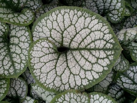 Brunnera macrophylla 'Sea Heart' P9 - afbeelding 6