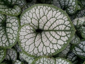 Brunnera macrophylla 'Sea Heart' P9 - afbeelding 6
