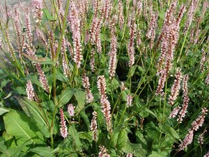 Persicaria amplexicaulis 'Rosea' P9 - afbeelding 3