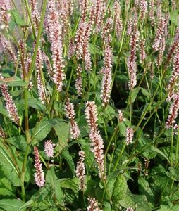 Persicaria amplexicaulis 'Rosea' P9