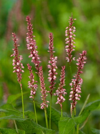 Persicaria amplexicaulis 'Rosea' P9 - afbeelding 4