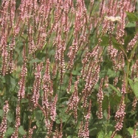 Persicaria amplexicaulis 'Rosea' P9 - afbeelding 5