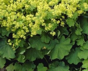 Alchemilla mollis 'Robustica' P9 - afbeelding 3