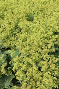 Alchemilla mollis 'Robustica' P9 - afbeelding 2