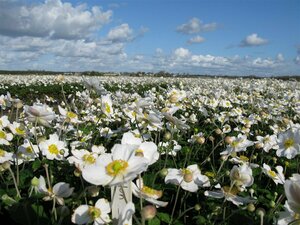 Anemone hybrida 'Honorine Jobert' P9