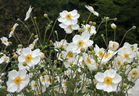 Anemone hybrida 'Honorine Jobert' P9 - afbeelding 6