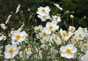 Anemone hybrida 'Honorine Jobert' P9 - afbeelding 6