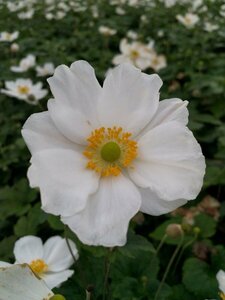Anemone hybrida 'Honorine Jobert' P9 - afbeelding 3