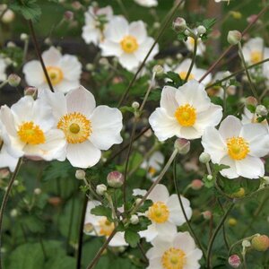 Anemone hybrida 'Honorine Jobert' P9 - afbeelding 5