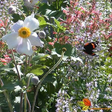 Anemone hybrida 'Honorine Jobert' P9 - afbeelding 7