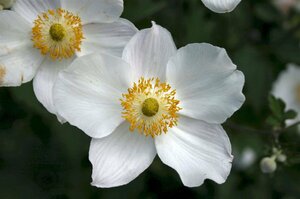 Anemone hybrida 'Honorine Jobert' P9 - afbeelding 4