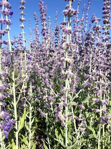 Perovskia atriplicifolia 'Little Spire' P9 - afbeelding 3