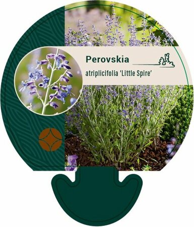 Perovskia atriplicifolia 'Little Spire' P9 - afbeelding 2