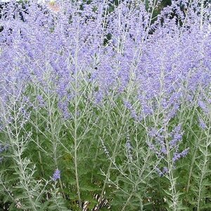Perovskia atriplicifolia 'Little Spire' P9 - afbeelding 5