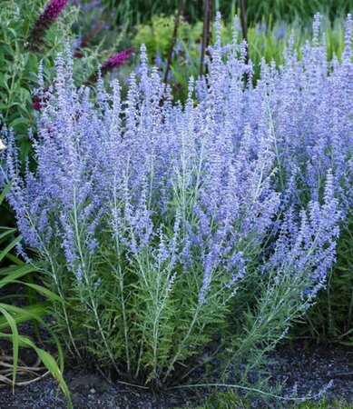 Perovskia atriplicifolia 'Little Spire' P9 - afbeelding 1