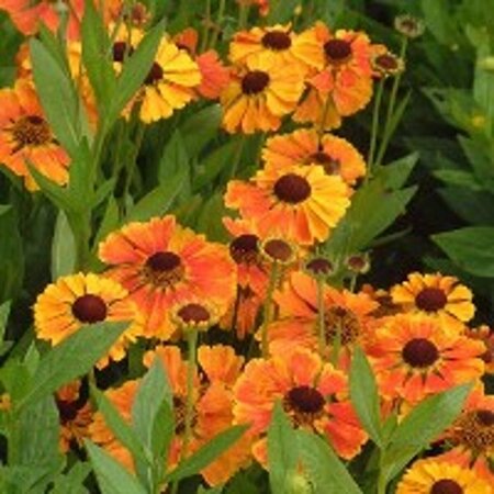 Helenium 'Sahin's Early Flowerer' P9 - afbeelding 2