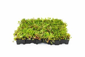 Sedum Mobiroof 50 x 50 x 8 cm