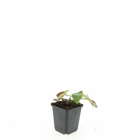 Phlomis russeliana P9 - afbeelding 9