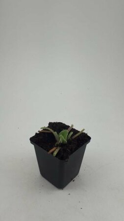 Phlomis russeliana P9 - afbeelding 8