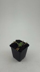 Phlomis russeliana P9 - afbeelding 8