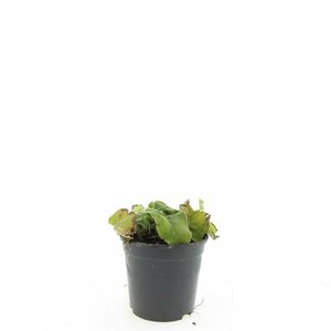 Phlomis russeliana P9 - afbeelding 3